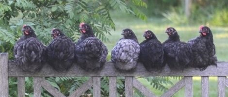 Tom’s Food Forever Method for Long-Term Soil-Building Image